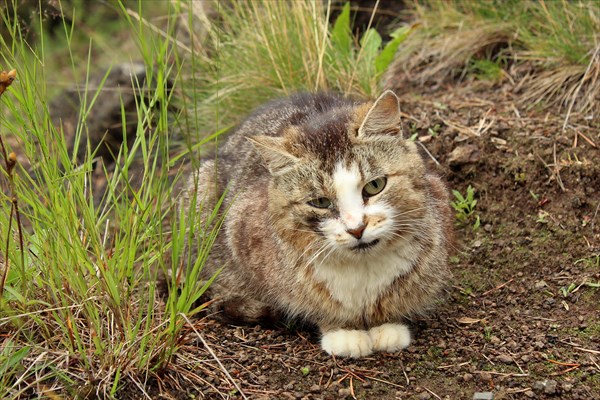 Нордический валаамский кот